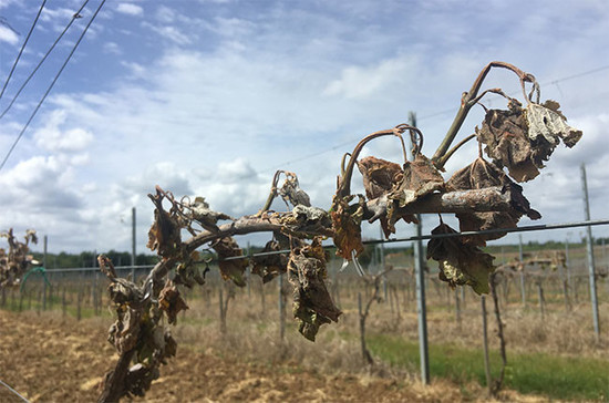 Image: Frost-hit vine in Bordeaux, credit Jane Anson