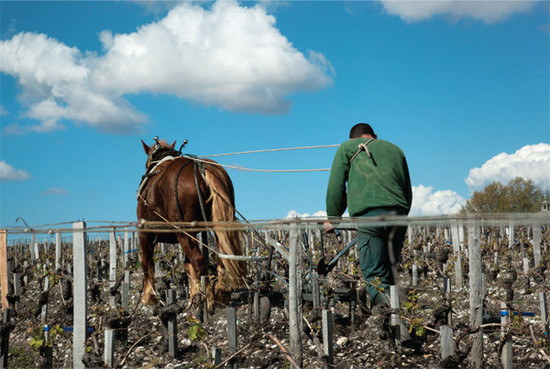 Image: Latour Vineyard from the Latour book © Lothar Baumgarten