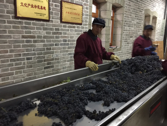 Image: Grape sorting at Zhihui Yuanshi Winery. Credit: Decanter