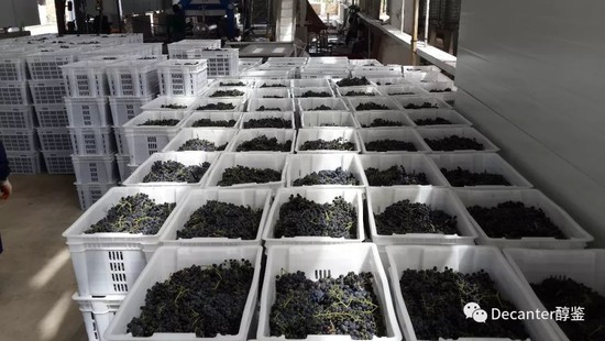 Image: Ningxia wine harvest 2017. Credit: Li Demei