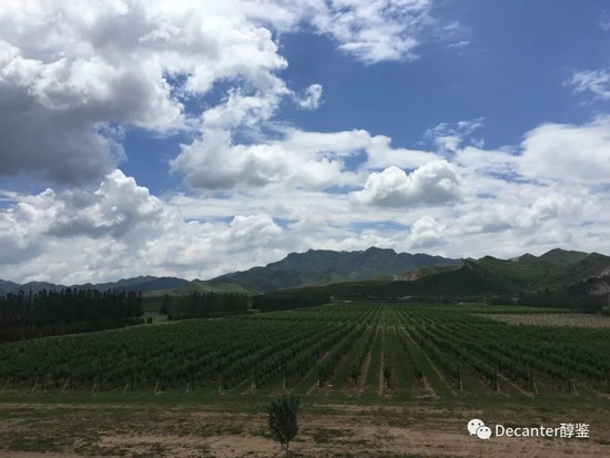 图片:怀来产区葡萄园(夏天)。图片版权:李德美