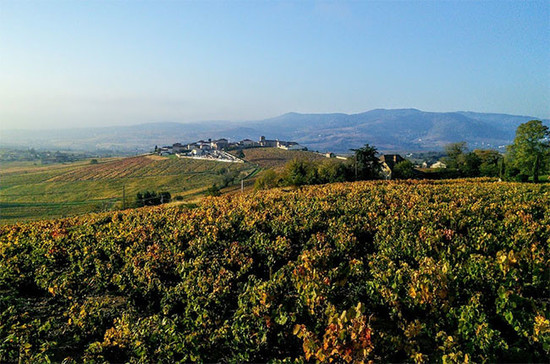 Beaujolais vineyards in Brouilly. Credit: Andrew Jefford