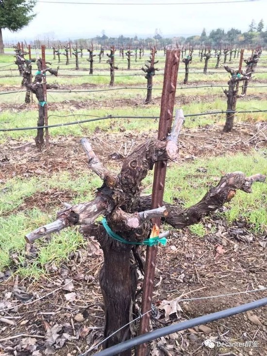 图片:干溪谷酒庄的老藤金芬黛。图片版权:Decanter
