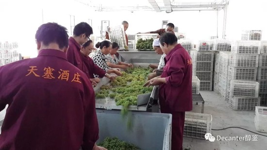 Image: Tiansai Winery sorting Chardonnay in Yanqi, Xinjiang. Credit: Li Demei