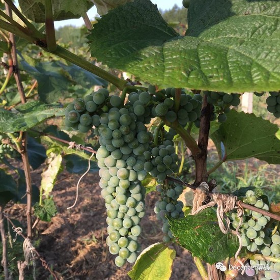 Vitis amurencis 进入转色期(吉林);图片版权:李德美