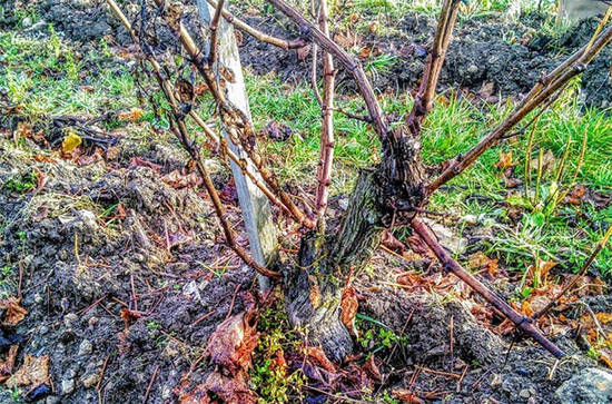 Example of a regrafted and trunk renewed vine. Credit: Andrew Jefford.