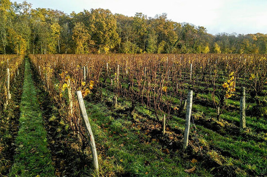 Vineyards at Château de Tracy in Pouilly-Fumé. Credit: Andrew Jefford.