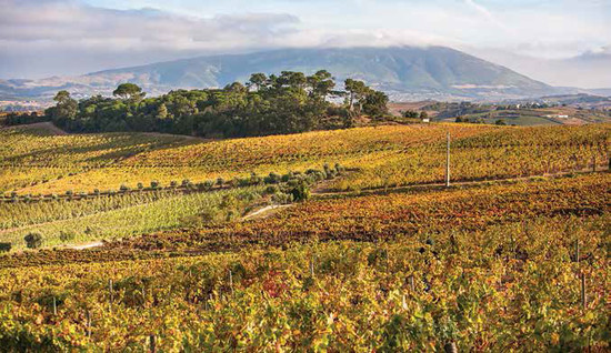 Quinta de Chocapalha的葡萄园