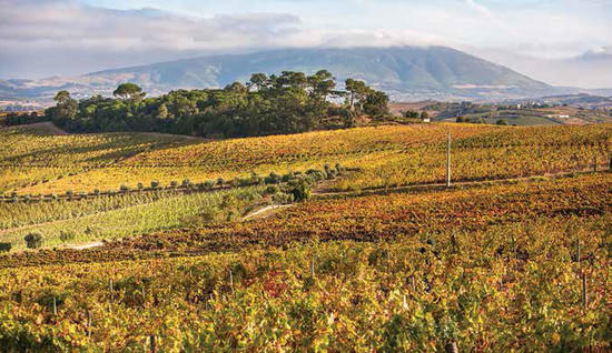 The vineyards of Quinta de Chocapalha