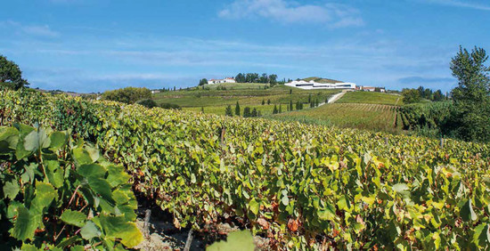 Looking across the vineyards of Casa Santos Lima’s Quinta da Boavista