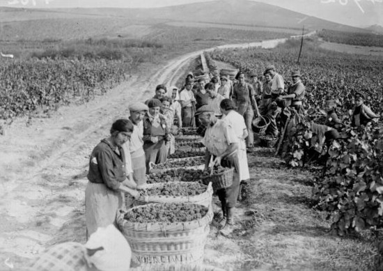 酩悦香槟于1941年的收获季；图片版权：Getty