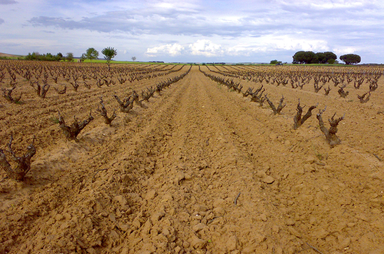 Anguix vineyards, Ribera del Duero