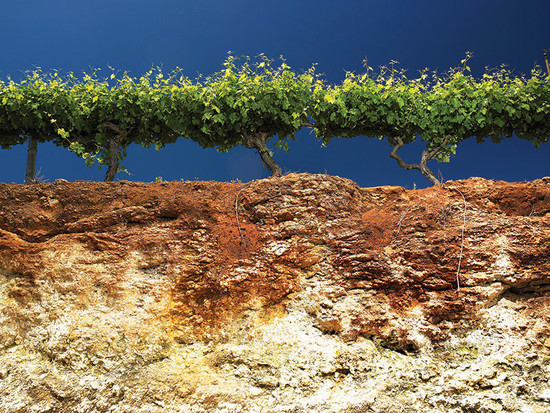 Coonawarra’s distinctive terra rossa soil