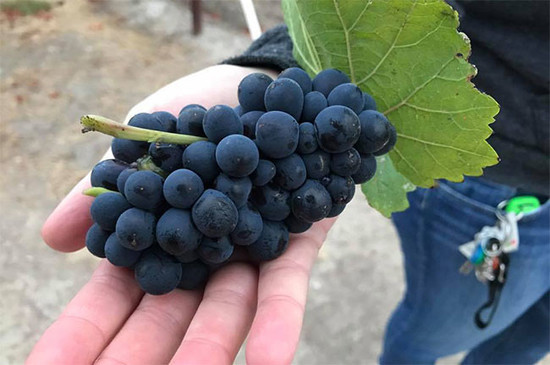 Freshly picked Pinot Noir grapes at Mumm Napa Valley in August 2017. Credit: Bob McClenahan / Napa Valley vintners.