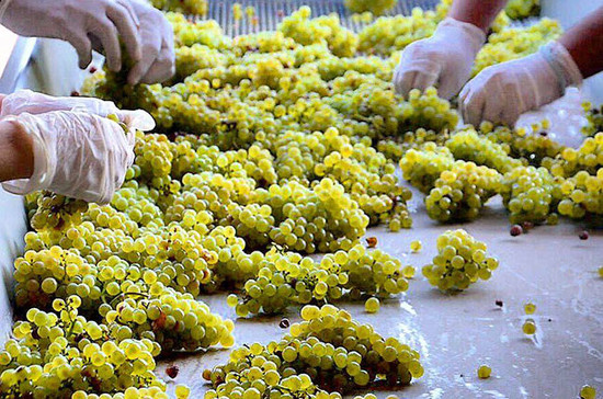 Hand sorting grapes at Temet winery, Serbia. Credit: Vinarija Temet Facebook.
