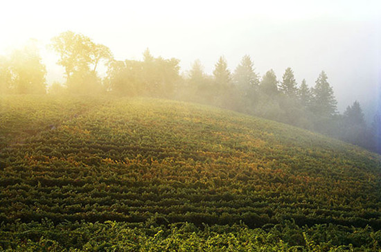 Morning fog rolls across Darioush’s Mount Veeder estate vineyard perched at nearly 2000-feet above sea level in Napa Valley. San Pablo Bay’s cooling, maritime influence is felt here. Credit: Frederic Lagrange.