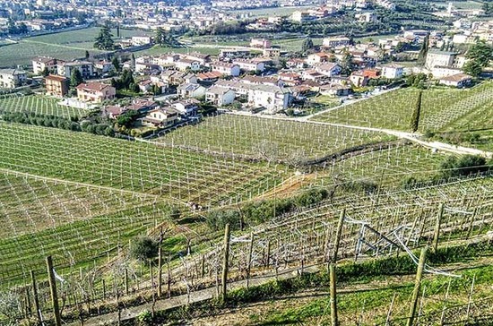 Quintarelli vineyards on hillside. Credit: Andrew Jefford