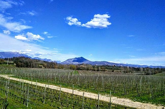 Vineyards at Masi. Credit: Andrew Jefford