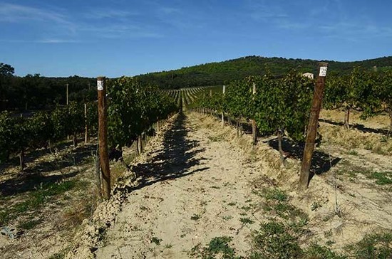 Masseto vineyard