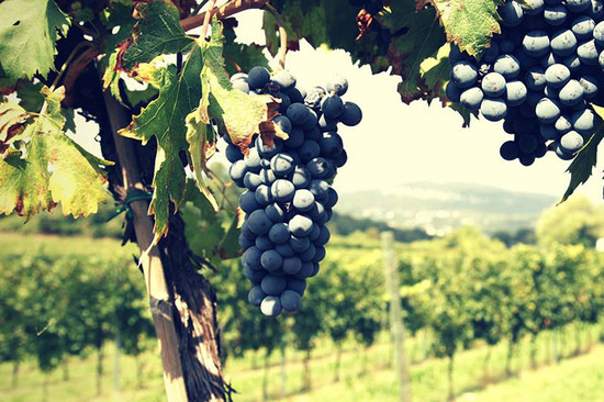image: The Corvina grape