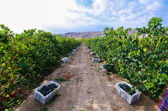 Image credit Chateau Zhongfei, Yanqi, Xinjiang