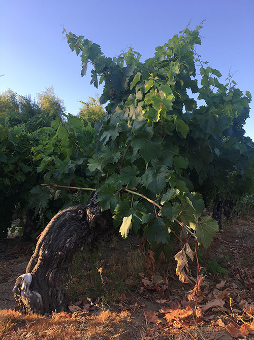 Image: Old vine Pais. Credit: Julien Boulard