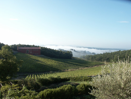 Image: Vineyards in Florence