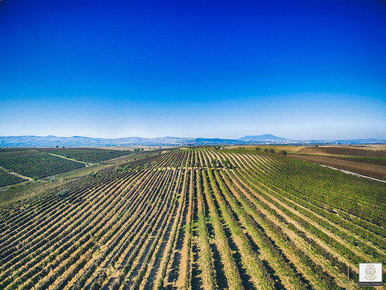 Image: Cantina di Venosa 