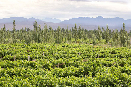 Image credit: Puchang Winery