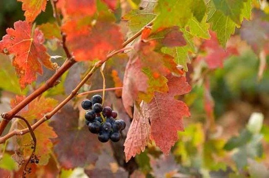 Grapes in Toro. Credit: Castilla y Léon