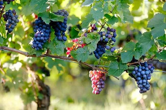 Get to grips with the grapes in Castilla y Léon Credit: Samuel Zeller / Unsplash