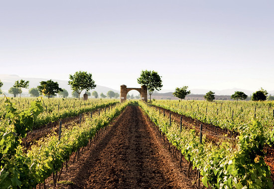 Baron de Ley’s Finca Monasterio vineyard