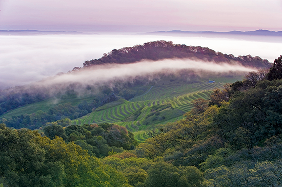 Elevation, such as here in Spring Mountain, provides cooler temperatures in hotter climates.