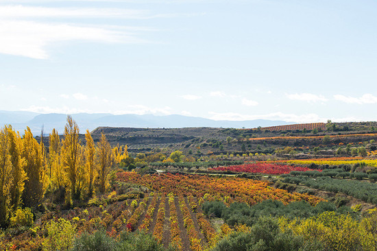 Vineyards in the Valdebaron area northwest of Viana
