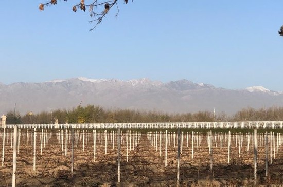 图片:张裕摩塞尔十五世酒庄正在进行埋土,远处可见贺兰山脉。