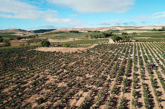 图片版权：Consejo Regulador de la Denominación de Origen Ribera del Duero