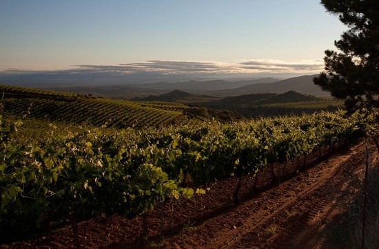 Image: The La Pasada vineyard, Queiron