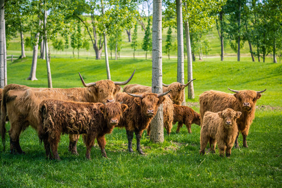 图片：萨尔斯酒庄豢养的高原牛。图片拍摄：Hubert de Castelbajac。