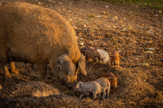 图片：萨尔斯酒庄养的曼加利察猪。图片拍摄：Hubert de Castelbajac