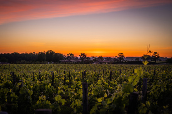 图片：萨尔斯酒庄的日落。图片拍摄：Hubert de Castelbajac。