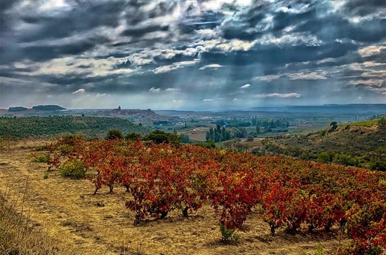 The view from one of Bodegas Ondarre’s vineyards with the town of Viana in the distance