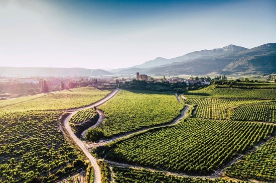 Image: Samaniego vineyards