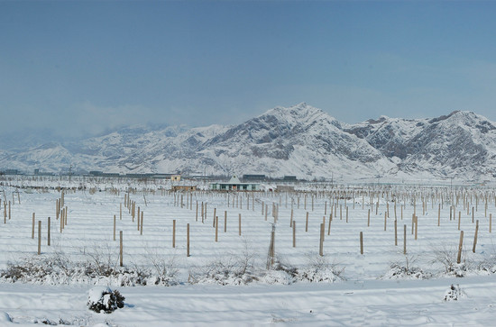 Photo credit: Helan Qingxue winery, Ningxia