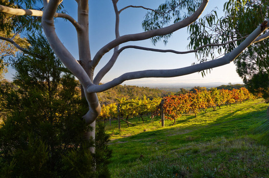 Giaconda酒庄的葡萄园坐落在比曲尔斯(Beechworth)产区,最近,该酒庄的霞多丽葡萄酒获得众多酒评家的满分评价。图片版权:维多利亚州葡萄酒协会