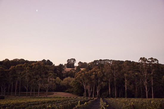 Polperro酒庄在莫宁顿半岛(Mornington Peninsula)的葡萄园。图片版权:Lost In Love Photography。