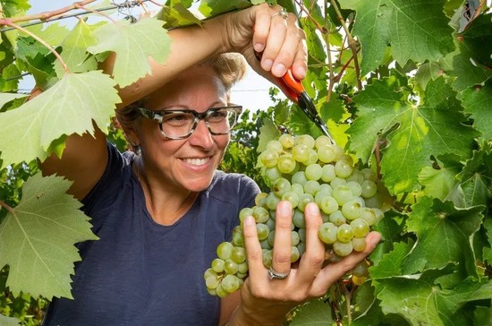 图片：Semino家族旗下La Colombera酒庄种植的迪莫拉索（Timorasso）葡萄。由皮埃蒙特葡萄酒种植者协会提供