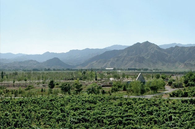 Ningxia to pull out vines planted in nature reserve