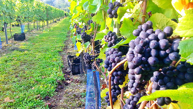 WEST Level 2: Vineyard activities – factors that influence wine