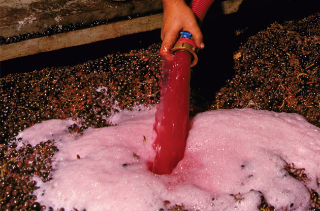WSET Level 2: Letting the wine stew: Maceration – factors that influence wine