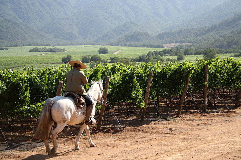 Wine quiz week 14 - Chile